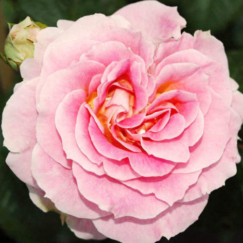 Цезарь. PB-01-059