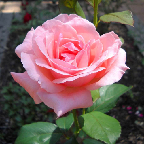 Королева елизавета роза Фитостудия-63.ру