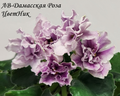 Фиалка АВ-Дамасская Роза