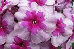 флокс метельчатый Старый маяк