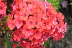 флокс метельчатый Коралл