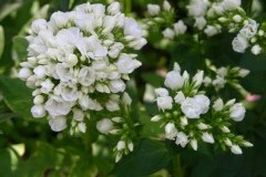 флокс метельчатый Tiara Тиара