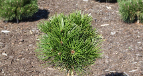 Сосна Гельдрейха / боснийская (Pinus heldreichii/leucodermis Greece C5 20-35 )