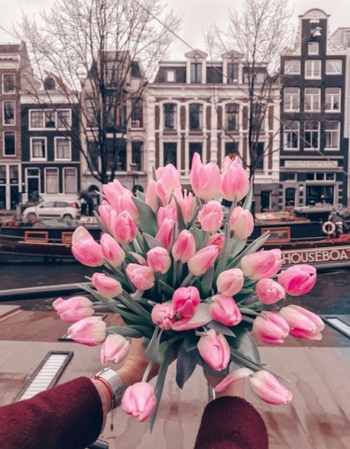 GX 39540 Тюльпаны Амстердама