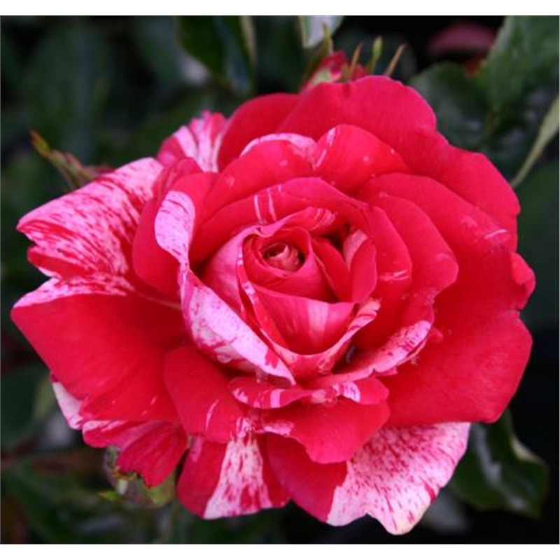 Роза Papageno Папагено (ОКС). Братья Топалович (Сербия) Imperial Rose