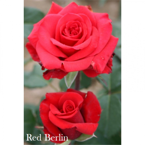Роза Red Berlin Ред Берлин (ОКС)