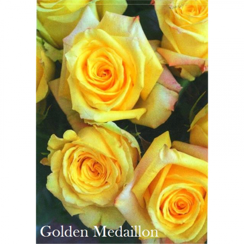 Роза Golden Medaillon Голден Медальён (ОКС)