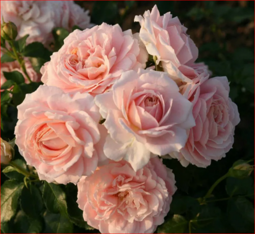Роза Кремоза Cremosa