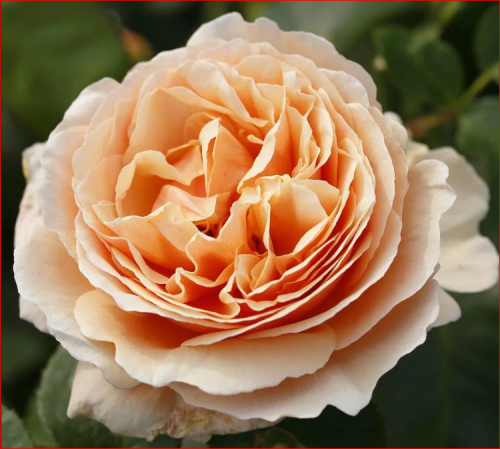 Роза Тропикана