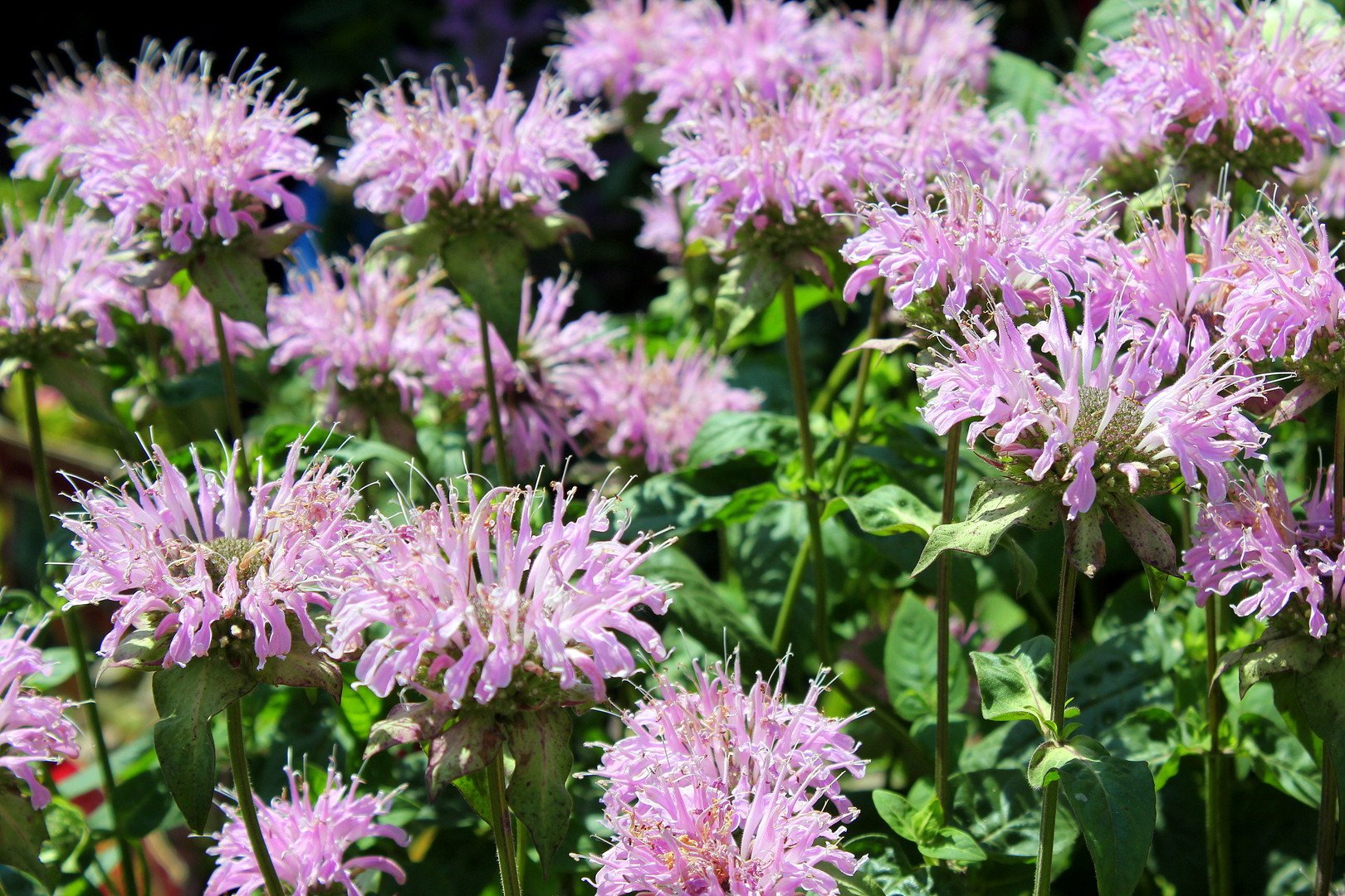 Монарда violacea