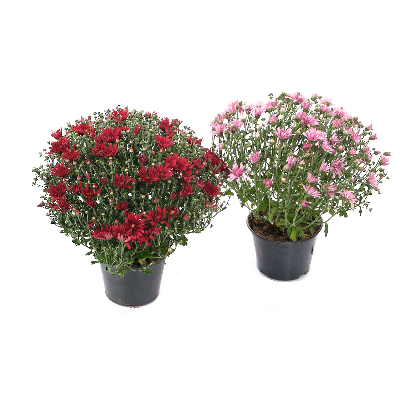 Хризантема мультифлора Микс