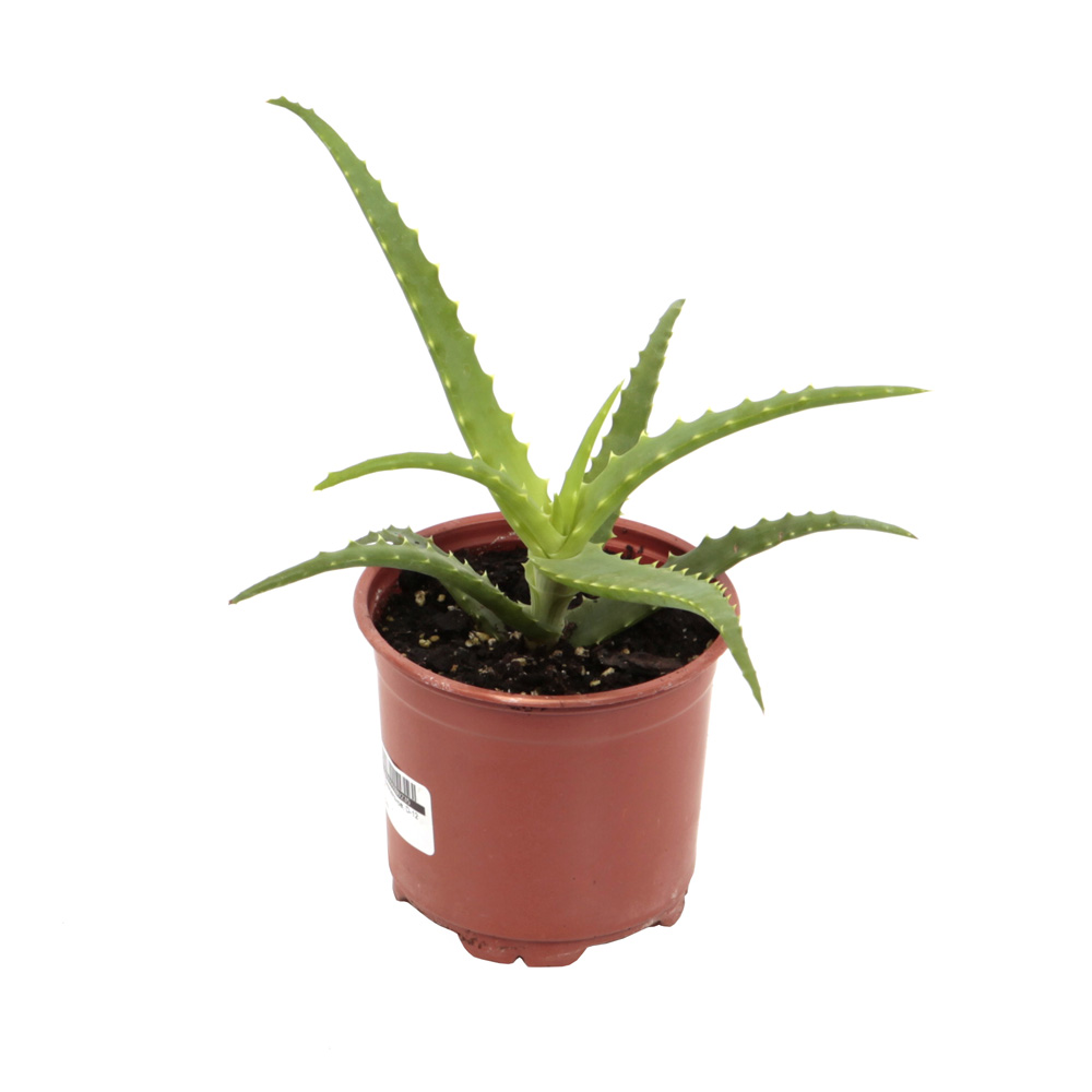 Алоэ древовидное