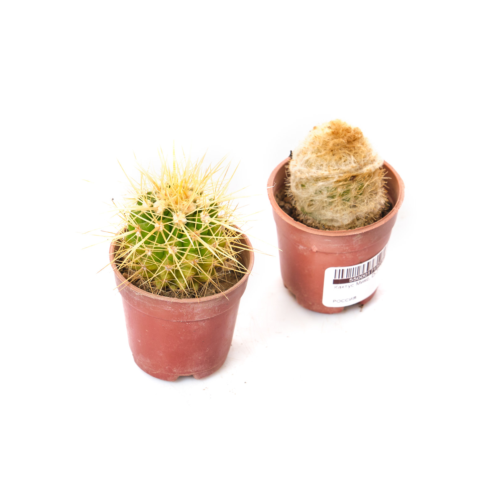 Кактус Микс