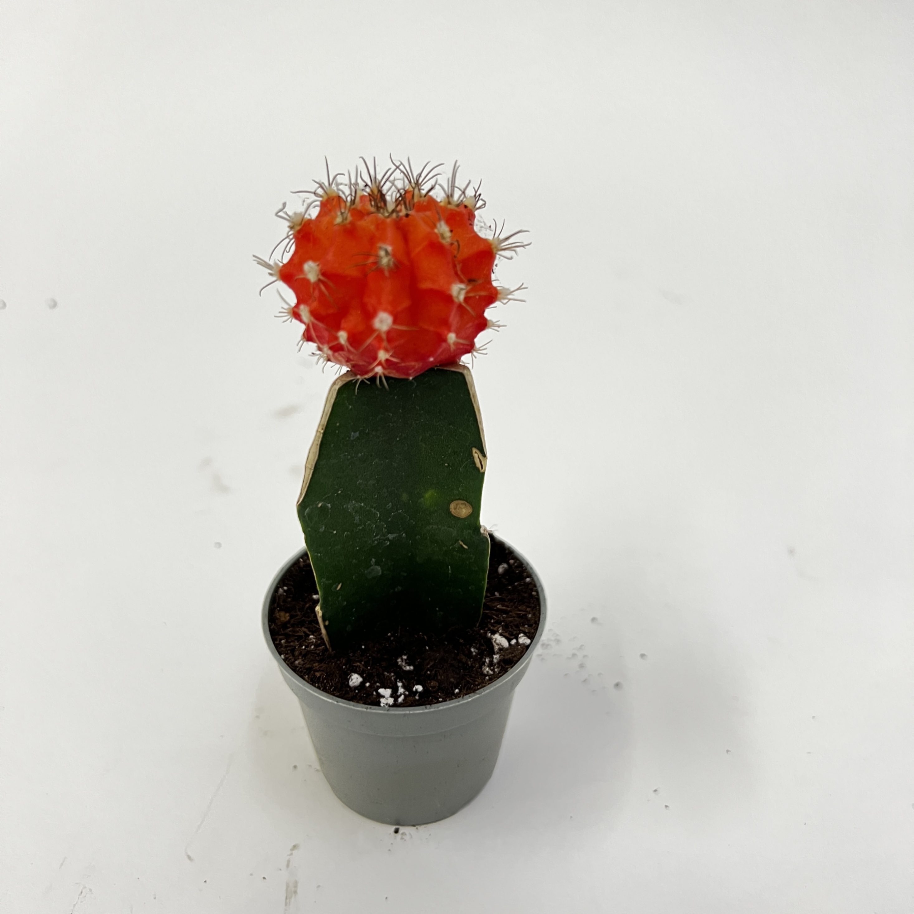 Гимнокалициум оранжевый