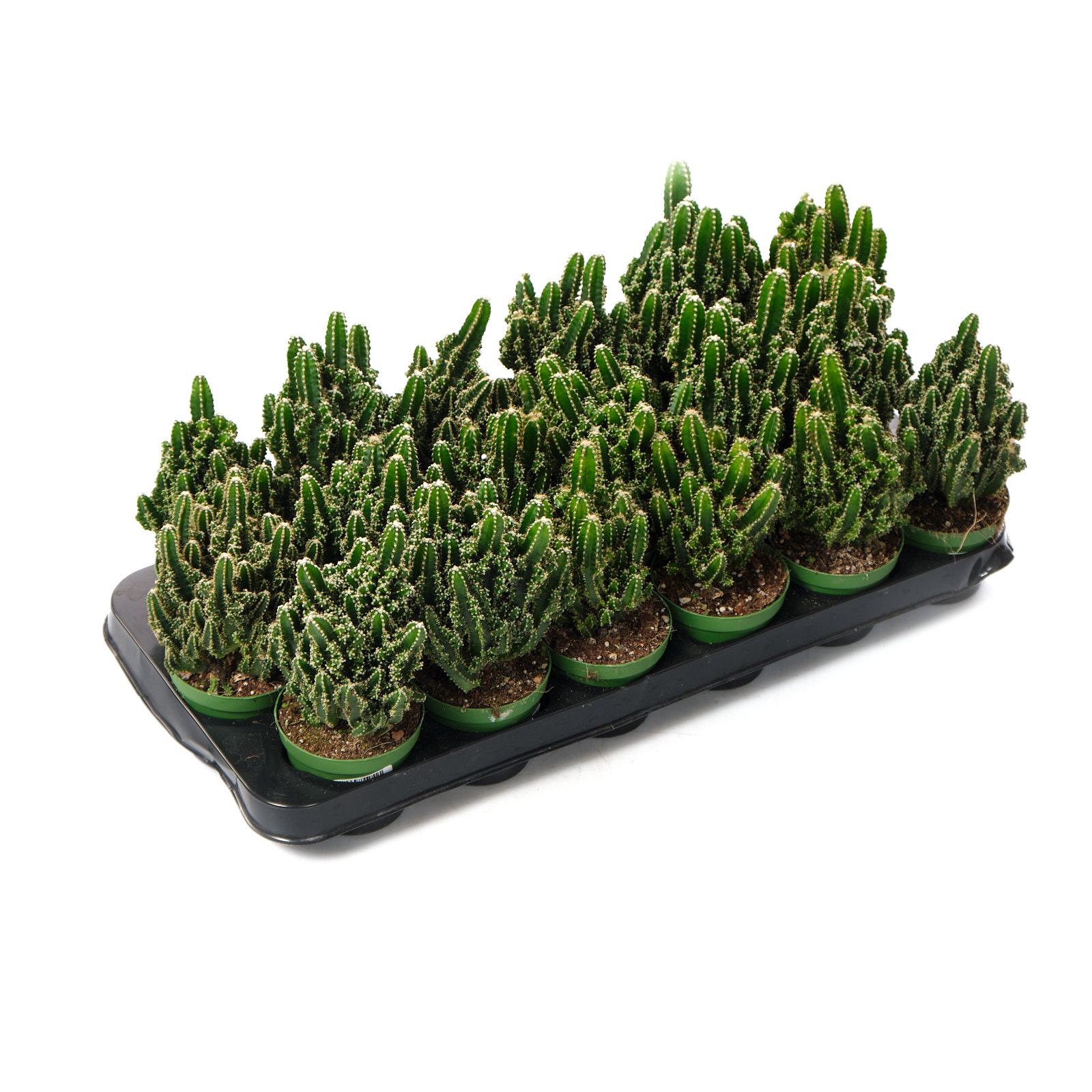 Цереус Микс