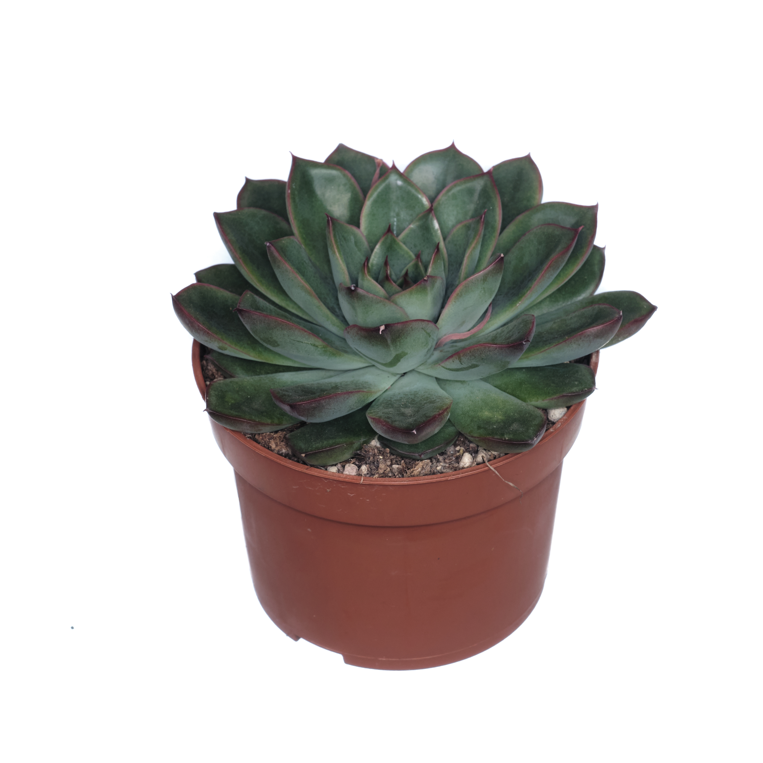 Эхеверия Скат