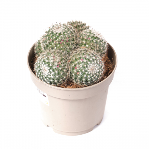 Маммиллярия Ханиана мультибол