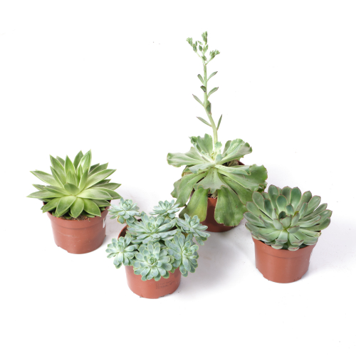 Эхеверия Микс