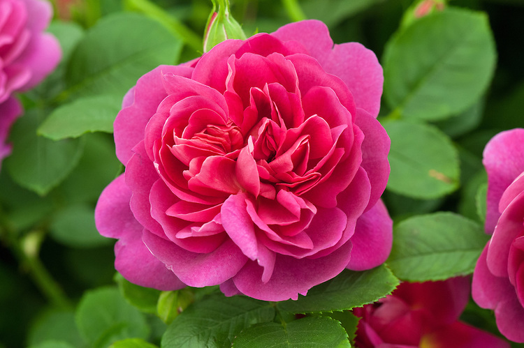 Роза английская принцесса анна фото и описание