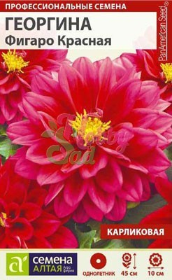 Цветы Георгина Фигаро Красная махровая (5 шт) Семена Алтая