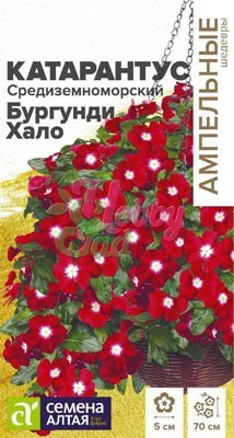 Цветы Катарантус Средиземноморский Бургунди Хало (7 шт) Семена Алтая серия Ампельные Шедевры