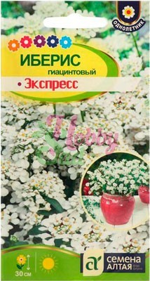 Цветы Иберис Экспресс гиацинтоовый (0,1 г) Семена Алтая серия Альпийская горка