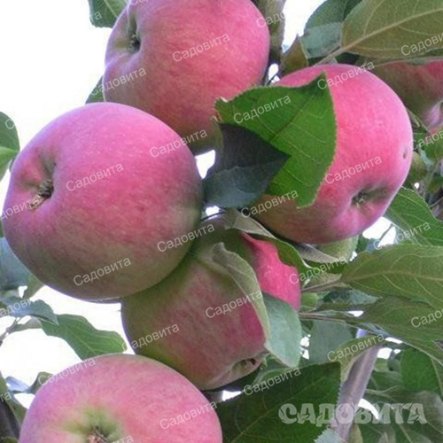 Яблоня на полукарликовом подвое Мантет