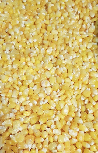 кукурузное зерно
