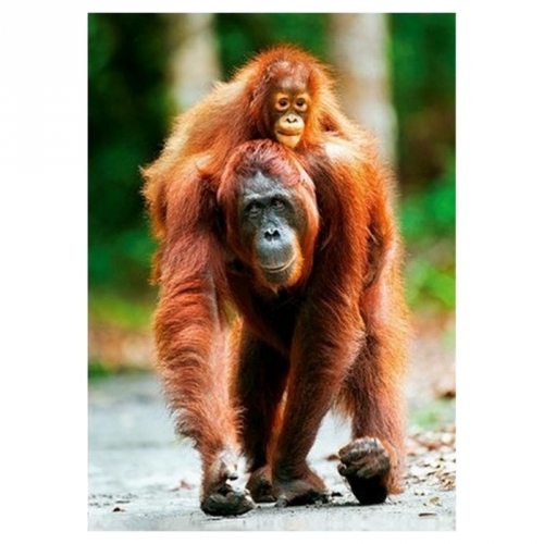 Пазлы 1000 дет. Орангутанг с малышом, Индонезия