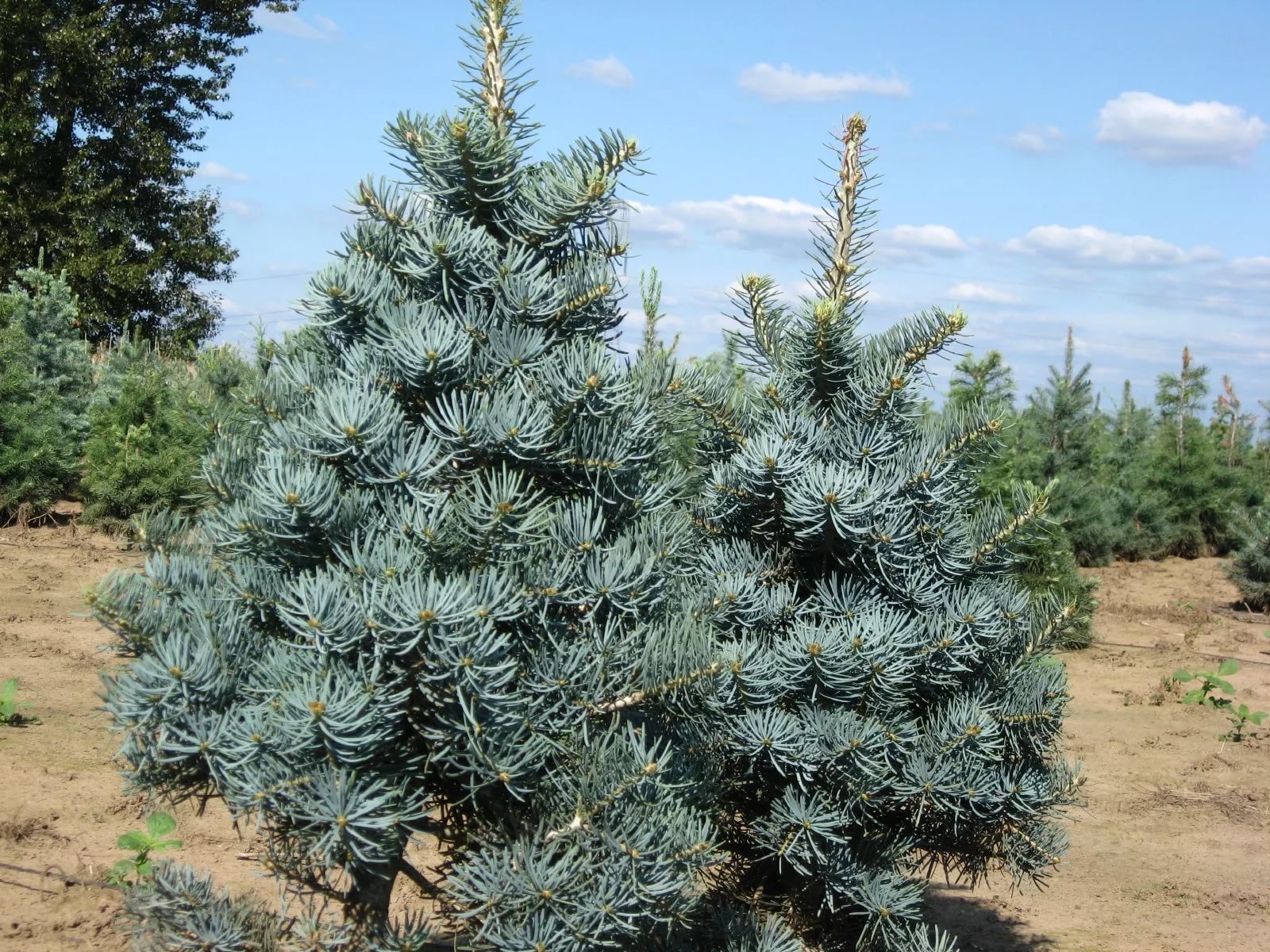 Пихта Abies concolor