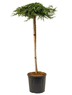 Juniperus communis Zeal. Фотография из альбома Meuter - 0 из 80 ВКонтакте