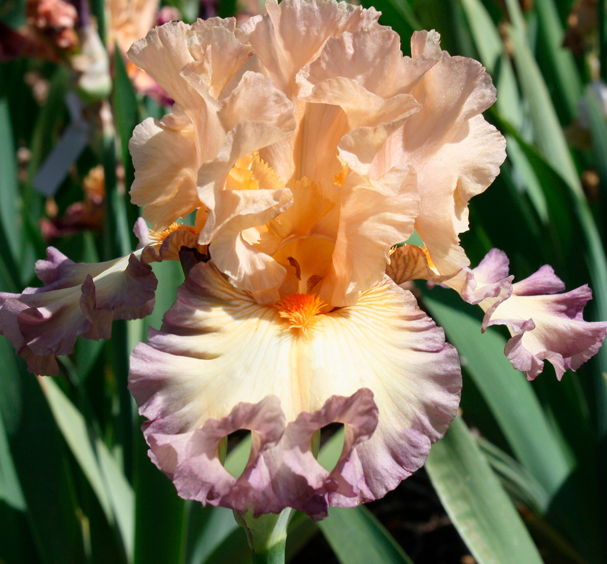 отзывы на сайте дубль гис об ирис