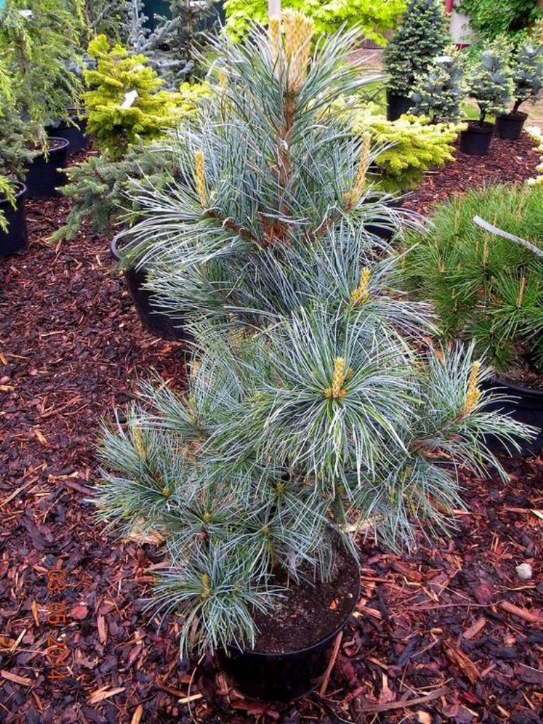 Pinus koraiensis