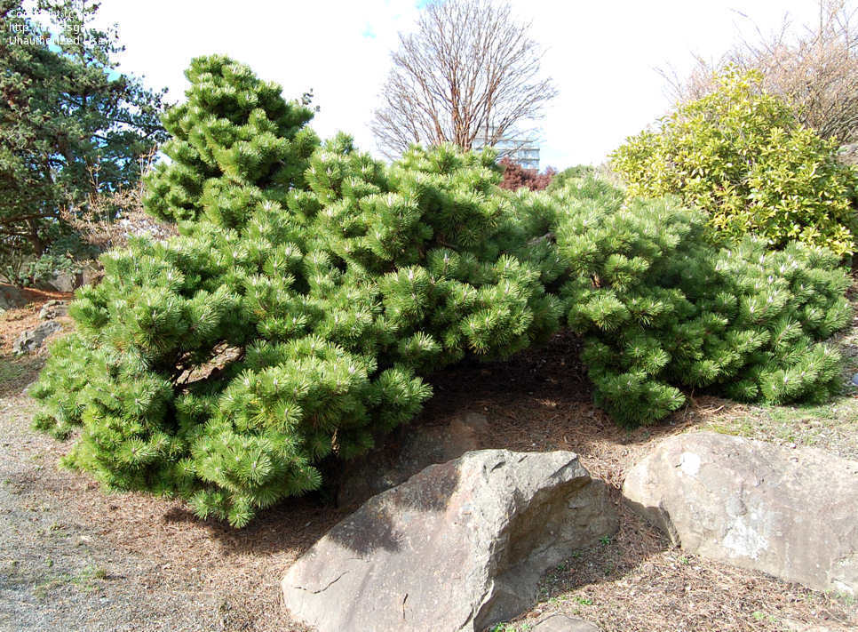 Сосна Pinus thunbergii Sayonara C15 50-60 CM.
