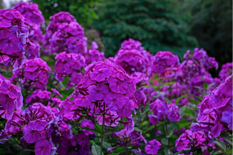 Флоксы купить саженцы в москве. Флокс Dusterlohe. Флокс (Phlox) Nicky. Флокс метельчатый Ники.