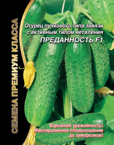 огурец Преданность F1 - 5 сем. (до 400 огурчиков с куста)
