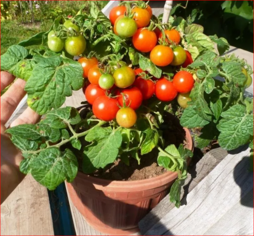 ХИТ ПРОДАЖ. Томат Микрон НК (10 шт.)