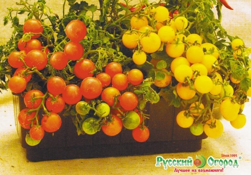 ХИТ ПРОДАЖ. Томат Микрон НК (10 шт.)