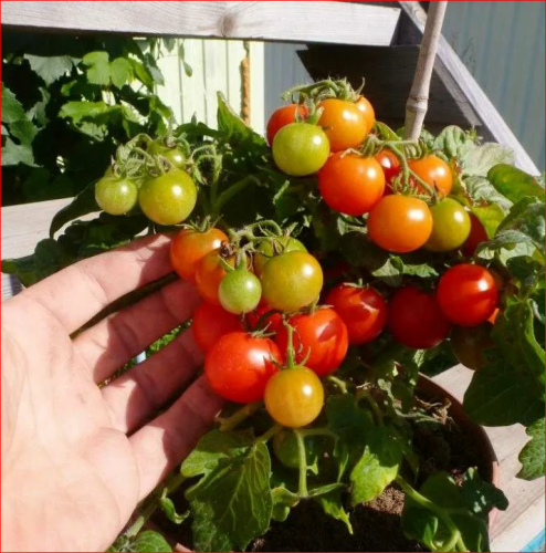 ХИТ ПРОДАЖ. Томат Микрон НК (10 шт.)