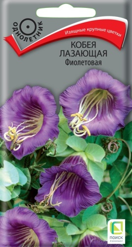 Цветы Кобея Фиолетовая 5 шт ц/п Поиск (однол.)