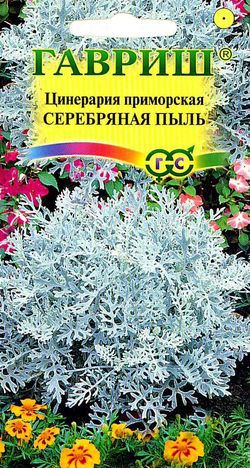 Цветы Цинерария приморская Серебряная пыль 0,05 г ц/п Гавриш