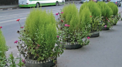 Кохия Летний кипр (0,3 гр.)