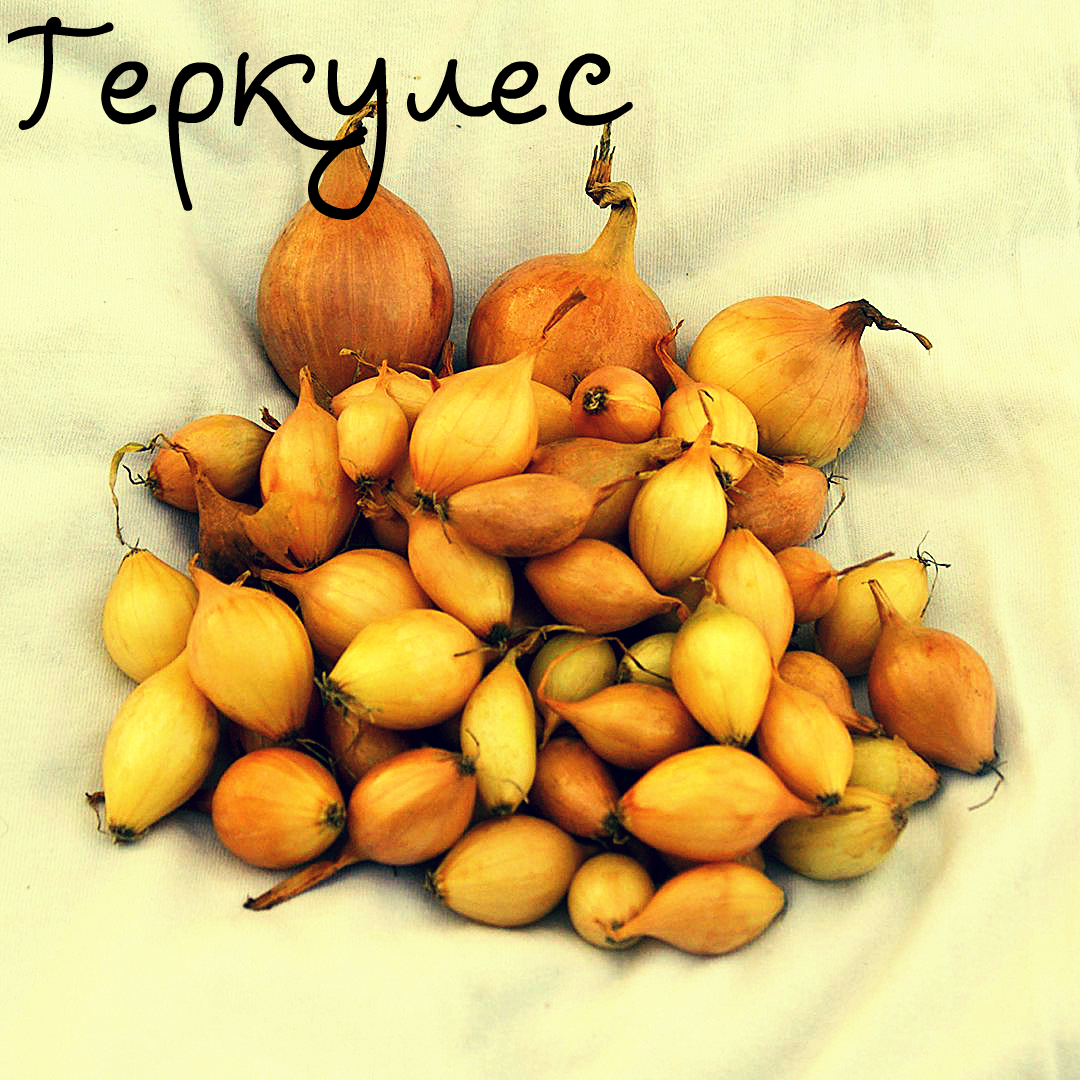 лук севок геркулес.