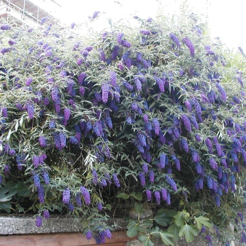 Pugster Amethyst Butterfly Bush Buddleia