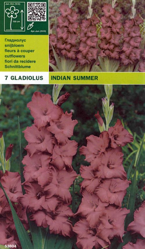 Гладиолус гвинея фото и описание сорта