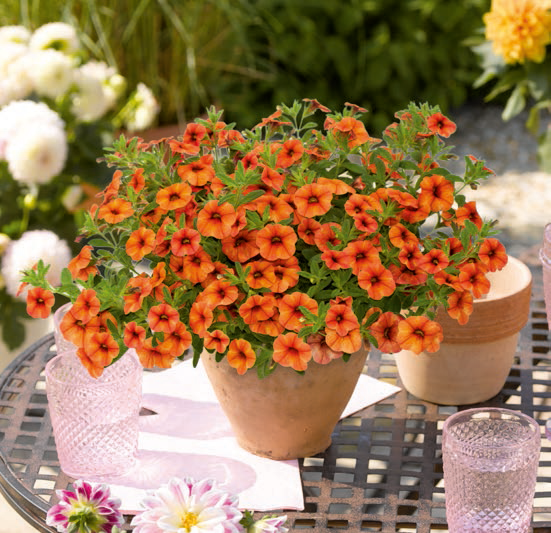 Sweet bells. Калибрахоа Sweet Bells Double Coral. Петуния Cascadias autumn Mystery. Калибрахоа Calibrachoa Double Red Coral Sweet Bells. Калибрахоа Sweet Bells Double Peach.