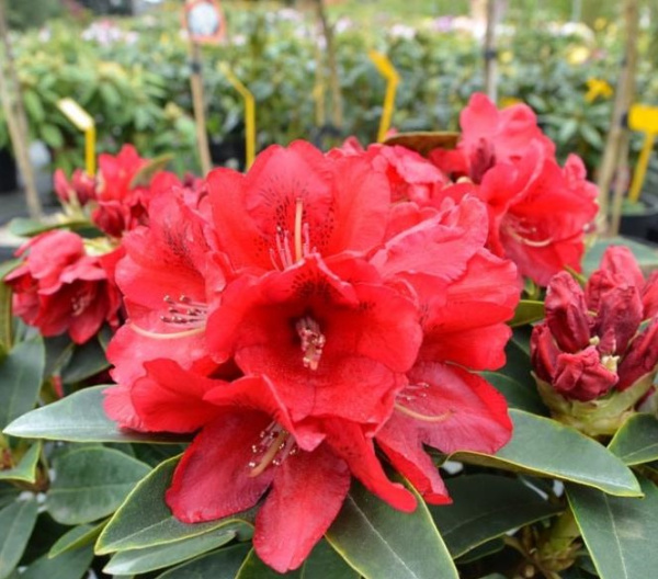 Рододендрон гибридный (Rhododéndron hybrida Brisanz) - C5