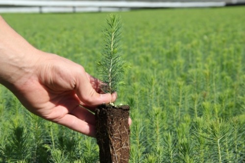 Ель колючая голубая. Свои саженцы