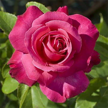 Роза чайно-гибридная Caprice de Meilland