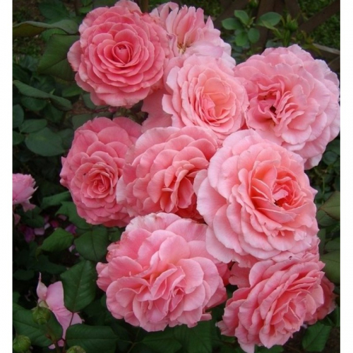 Роза флорибунда Tickled Pink